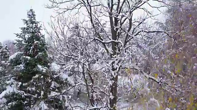 冬季云杉小人工林航拍录像
