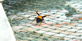 在渔网中吃鲜鱼的黄蜂