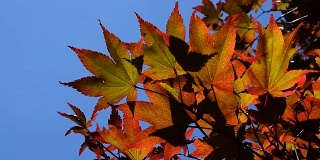 秋天五彩的红槭叶覆在蓝天上