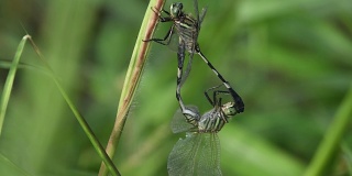 在泰国和东南亚蜻蜓交配。