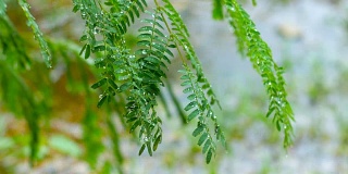 特写新鲜的绿色植物和雨滴背景，多莉拍摄，绿色自然概念