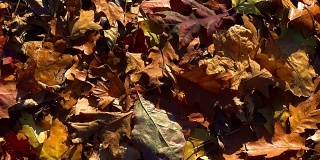 丰富多彩的秋叶之静美。过渡，揭示背景。3种不同的版本。
