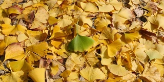 秋天的银杏叶大都是黄色的，带有一片绿色