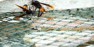 在渔网中吃鲜鱼的黄蜂
