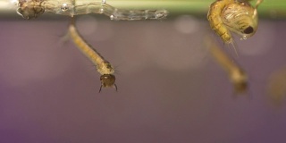 蚊子的幼虫
