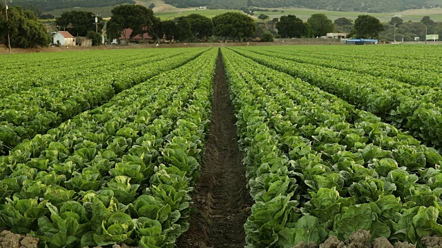 新鲜的绿色作物生长在美国加利福尼亚州肥沃的农田上
