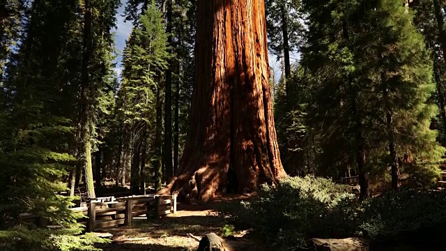 美国加州红杉国家公园的谢尔曼将军树