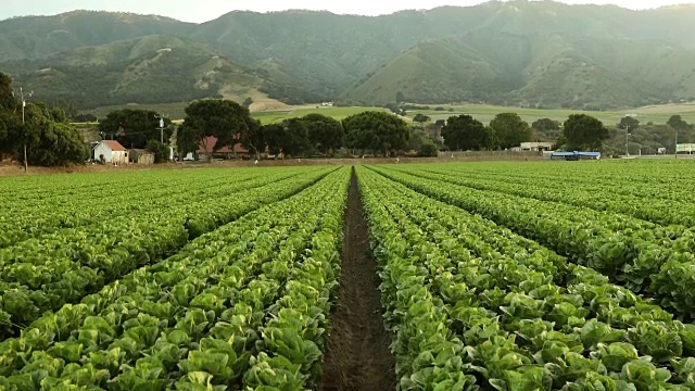 在美国加利福尼亚州的萨利纳斯山谷，一排绿色的新鲜作物生长在农田里