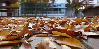 秋天的树叶落在学校的长凳上