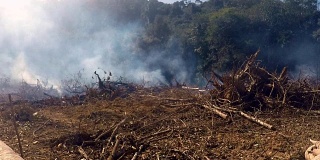 森林火灾，雨林砍伐和烟雾