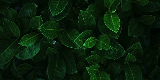荧光植物。经过化学修饰的叶子，在夜晚闪闪发光。