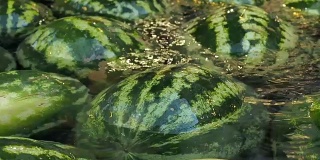 许多西瓜躺在水里。水果的背景