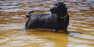 大黑狗在河里游泳。慢动作