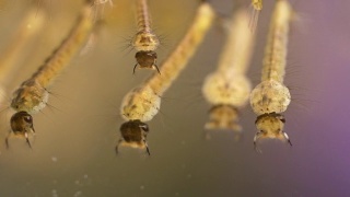 蚊子的幼虫视频素材模板下载