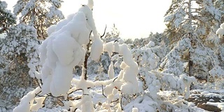 森林在雪。芬兰