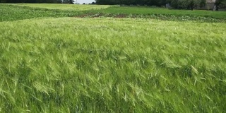田间的幼绿小麦和小穗