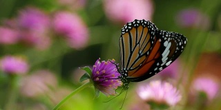 蝴蝶在花