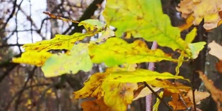 秋天的树叶和树木