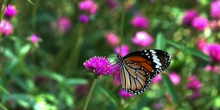 蝴蝶在花上的慢动作