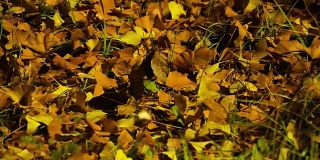 秋叶在夜晚的时间流逝，放大和缩小