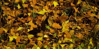 秋叶在夜晚的时间流逝，放大和缩小