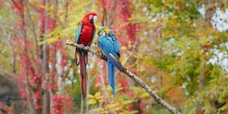 奇异鸟。两只鲜艳的鹦鹉坐在树枝上。红金刚鹦鹉