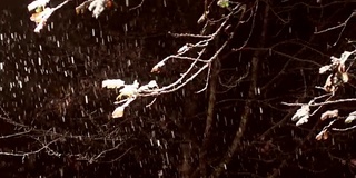 冬天的雪飘落在橡树的落叶上