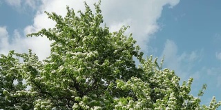 春天盛开的白色开花苹果树在蓝天背景的城市公园，白色的花朵和树叶在风中摇曳