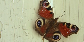 蝴蝶在白色木门上移动