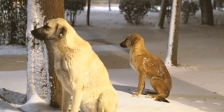 被遗弃的狗在白雪覆盖的公园里受冻