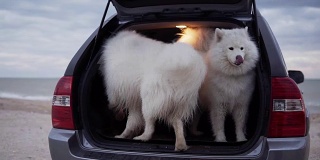 一只可爱的萨摩耶狗坐在后备箱里，另一只在里面跳着叫。Slowmotion拍摄
