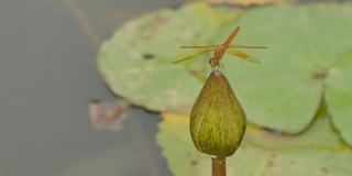 蜻蜓在莲花上休息。