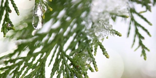 雪在冬日树木的嫩芽上融化。在模糊的树木背景上融化的雪水滴的特写。大自然冬或春的背景。实时全高清视频片段。