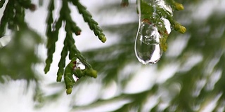 雪在冬日树木的嫩芽上融化。在模糊的树木背景上融化的雪水滴的特写。大自然冬或春的背景。实时全高清视频片段。