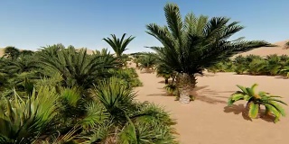 植物在沙漠