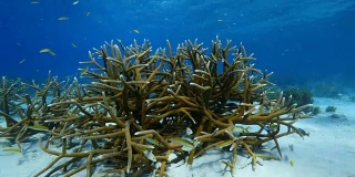 珊瑚礁海景在加勒比海库拉索岛/荷属安的列斯群岛周围