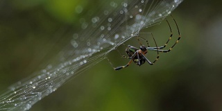 热带雨林里的蜘蛛在织网。