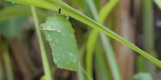 雨后树叶上的蝴蝶蛹。