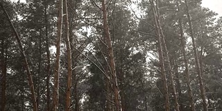 荒无人烟的松林里下着大雪