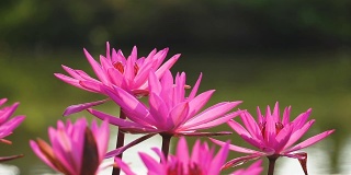 近距离观看池塘上盛开的美丽的粉红色荷花或睡莲