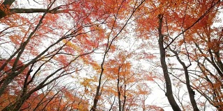4k橙色枫树在秋天的季节