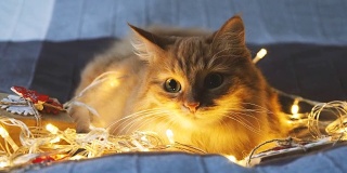 可爱的姜黄色小猫躺在床上，亮闪闪的灯泡和用牛皮纸包着的新年礼物。温馨的家圣诞假期背景