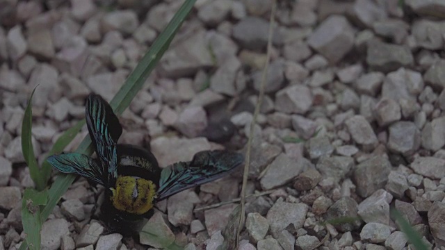 4k:地板上垂死的黄蜂和蚂蚁在吃东西