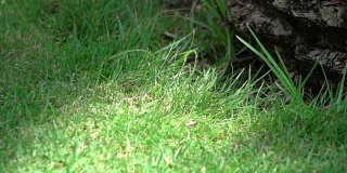 椰子掉在草地上的慢镜头