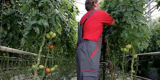 温室工人摘番茄
