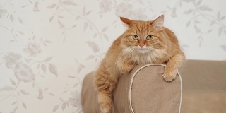可爱的姜黄色小猫躺在沙发的扶手上。摄像机里毛茸茸的宠物。舒适的家庭背景