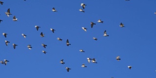 一大群鸽子映着天空