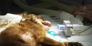 狗在手术室准备手术