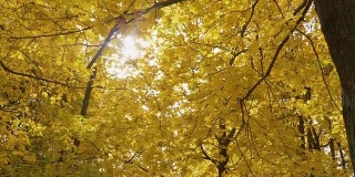 秋天阳光明媚的时候，公园里的地面上有黄色的枫树和树叶。垂直平移。