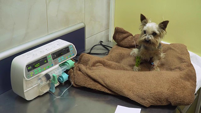 狗在一个兽医在诊所的导尿管